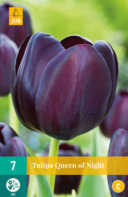 TULIPA QUEEN OF NIGHT 11/12 7 st TULIPA QUEEN OF NIGHT 11/12 7 st
