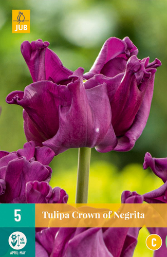 TULIPA CROWN OF NEGRITA 11/12 5 st TULIPA CROWN OF NEGRITA 11/12 5 st