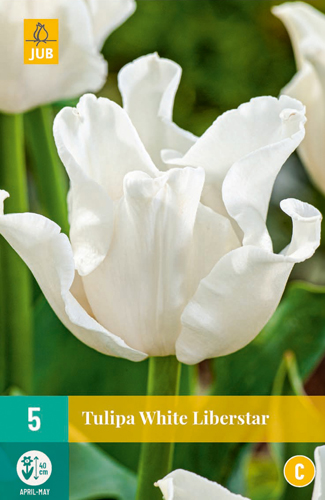 TULIPA WHITE LIBERSTAR 11/12 5 st TULIPA WHITE LIBERSTAR 11/12 5 st