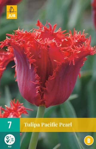TULIPA PACIFIC PEARL 11/12 7 st TULIPA PACIFIC PEARL 11/12 7 st