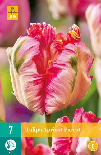 TULIPA APRICOT PARROT 11/12 7 st TULIPA APRICOT PARROT 11/12 7 st