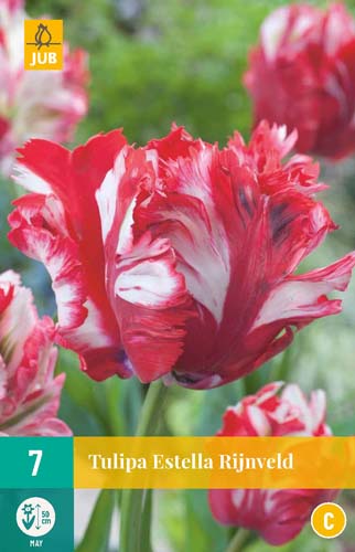 TULIPA ESTELLA RIJNVELD 11/12 7 st TULIPA ESTELLA RIJNVELD 11/12 7 st