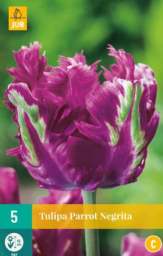 TULIPA PARROT NEGRITA 11/12 5 st TULIPA PARROT NEGRITA 11/12 5 st