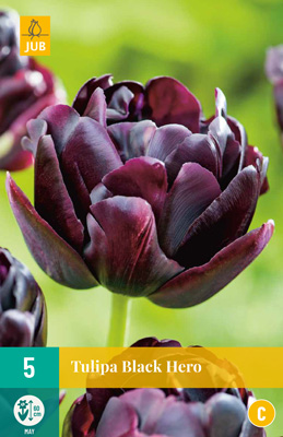 TULIPA BLACK HERO 11/12 5 st TULIPA BLACK HERO 11/12 5 st
