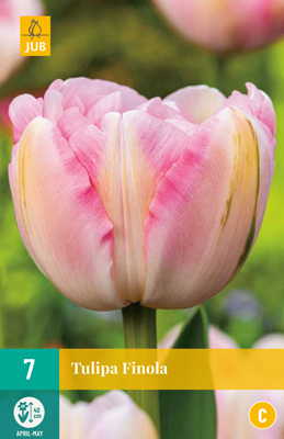 TULIPA FINOLA 11/12 7 st TULIPA FINOLA 11/12 7 st