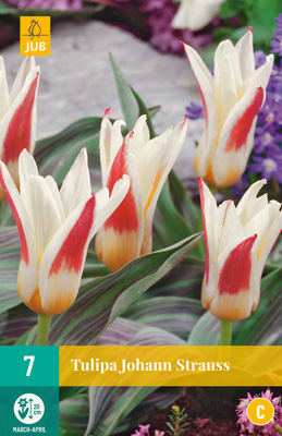 TULIPA JOHANN STRAUSS 11/12 7 st TULIPA JOHANN STRAUSS 11/12 7 st
