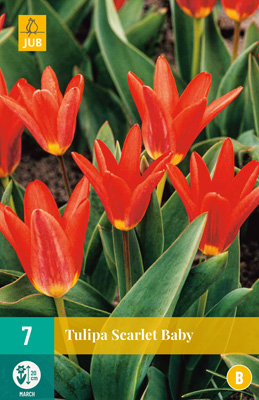TULIPA SCARLET BABY 11/12 7 st TULIPA SCARLET BABY 11/12 7 st