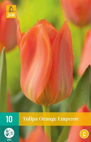 TULIPA ORANGE EMPEROR 11/12 10 st. TULIPA ORANGE EMPEROR 11/12 10 st.