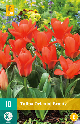 TULIPA ORIENTAL BEAUTY 11/12 10 st. TULIPA ORIENTAL BEAUTY 11/12 10 st.