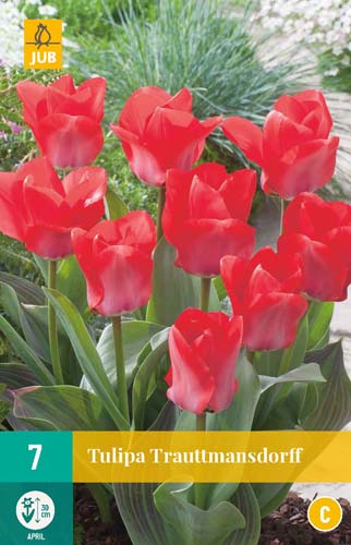 TULIPA TRAUTTMANSDORFF 11/12 7 TULIPA TRAUTTMANSDORFF 11/12 7