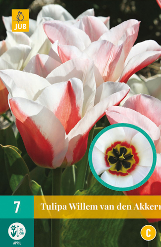 TULIPA WILLEM VAN DEN AKKER 11/12 7 st TULIPA WILLEM VAN DEN AKKER 11/12 7 st