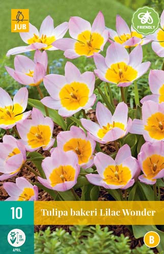 TULIPA BAKERI LILAC WONDER 6/+ 10 st. TULIPA BAKERI LILAC WONDER 6/+ 10 st.