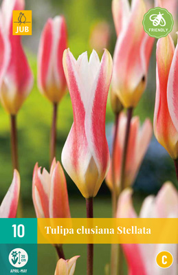 TULIPA CLUSIANA STELLATA 6/+ 10 st. TULIPA CLUSIANA STELLATA 6/+ 10 st.