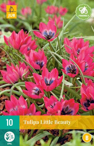 TULIPA LITTLE BEAUTY 6/+ 10 st. TULIPA LITTLE BEAUTY 6/+ 10 st.