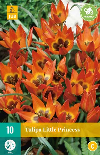 TULIPA LITTLE PRINCESS 6/+ 10 st. TULIPA LITTLE PRINCESS 6/+ 10 st.