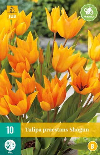 TULIPA PRAESTANS SHOGUN 9/+ 10 st. TULIPA PRAESTANS SHOGUN 9/+ 10 st.
