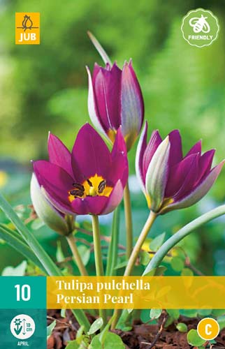TULIPA PULCH. PERSIAN PEARL 6/+ 10 st. TULIPA PULCH. PERSIAN PEARL 6/+ 10 st.
