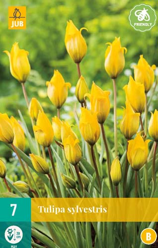 TULIPA SYLVESTRIS 5/6 7 st TULIPA SYLVESTRIS 5/6 7 st
