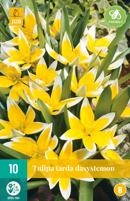 TULIPA TARDA DASYSTEMON 7/8 10 st. TULIPA TARDA DASYSTEMON 7/8 10 st.