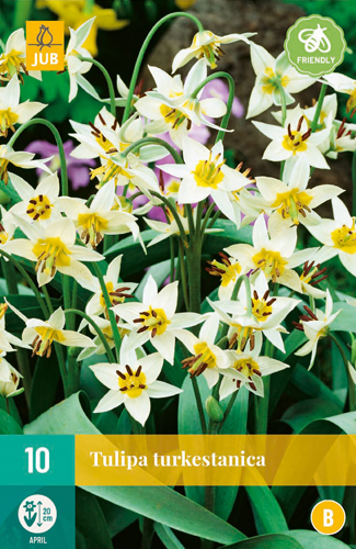 TULIPA TURKESTANICA 6/7 10 st. TULIPA TURKESTANICA 6/7 10 st.