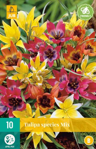TULIPA SPECIES MIX 6/+ 10 st. TULIPA SPECIES MIX 6/+ 10 st.