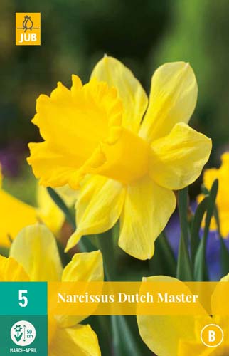 NARCISSUS DUTCH MASTER 12/14 5 st NARCISSUS DUTCH MASTER 12/14 5 st