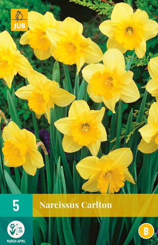 NARCISSUS CARLTON 12/14 5 st NARCISSUS CARLTON 12/14 5 st