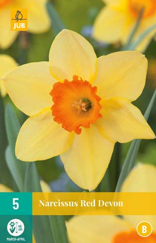 NARCISSUS RED DEVON 12/14 5 st NARCISSUS RED DEVON 12/14 5 st