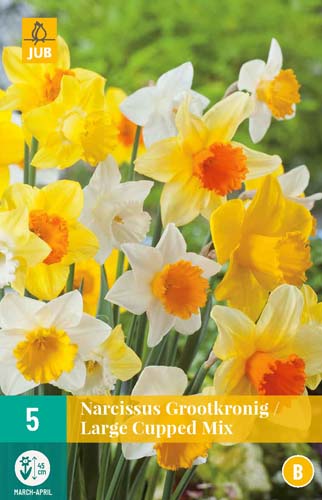 NARCISSUS GROOTKRONIG MI12/14 5 st NARCISSUS GROOTKRONIG MI12/14 5 st