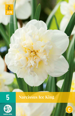 NARCISSUS ICE KING 12/14 5 st NARCISSUS ICE KING 12/14 5 st