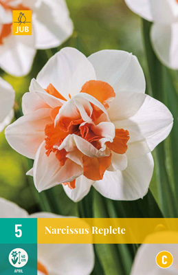 NARCISSUS REPLETE 12/14 5 st NARCISSUS REPLETE 12/14 5 st