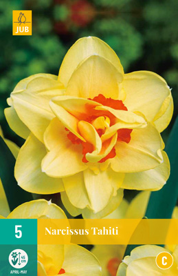 NARCISSUS TAHITI 12/14 5 st NARCISSUS TAHITI 12/14 5 st