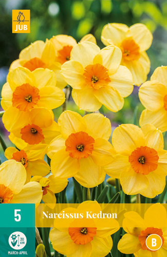 NARCISSUS KEDRON 12/14 5 st NARCISSUS KEDRON 12/14 5 st
