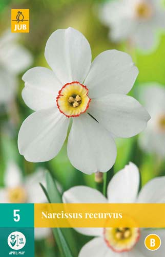 NARCISSUS RECURVUS 12/14 5 st NARCISSUS RECURVUS 12/14 5 st