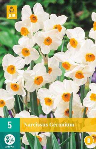 NARCISSUS GERANIUM 12/14 5 st NARCISSUS GERANIUM 12/14 5 st