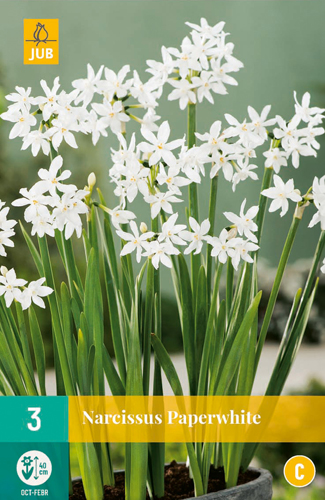 POTNARCIS PAPERWHITE 15/16 3 st POTNARCIS PAPERWHITE 15/16 3 st