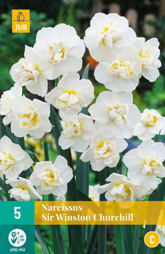 NARCISSUS SIR WINSTON CHURCHILL 12/14 5 st NARCISSUS SIR WINSTON CHURCHILL 12/14 5 st