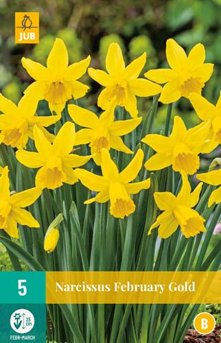 NARCISSUS FEBRUARY GOLD 12/14 5 st NARCISSUS FEBRUARY GOLD 12/14 5 st