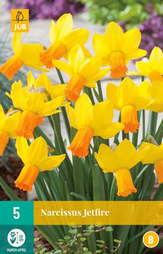 NARCISSUS JETFIRE 12/14 5 st NARCISSUS JETFIRE 12/14 5 st