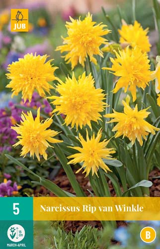 NARCISSUS RIP VAN WINKLE 10/12 5 st NARCISSUS RIP VAN WINKLE 10/12 5 st