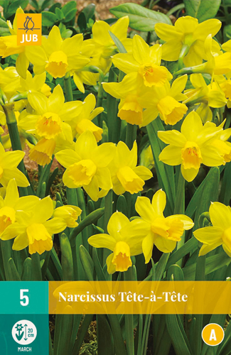 Narcissus Tête-ä-tête 11/12 5 st Narcissus Tête-ä-tête 11/12 5 st