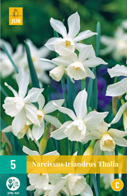 NARCISSUS TRIANDRUS THALIA 10/12 5 st NARCISSUS TRIANDRUS THALIA 10/12 5 st