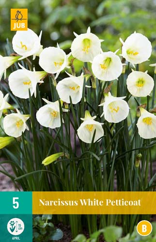 NARCISSUS WHITE PETTICOAT 6/8 5 st NARCISSUS WHITE PETTICOAT 6/8 5 st