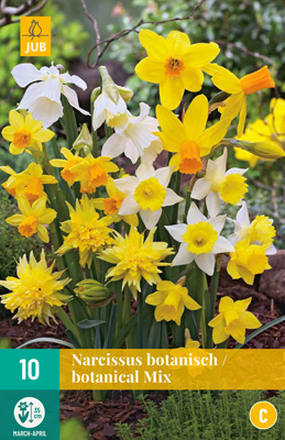 10 NARCISSUS BOTANISCH MI10/12 10 NARCISSUS BOTANISCH MI10/12