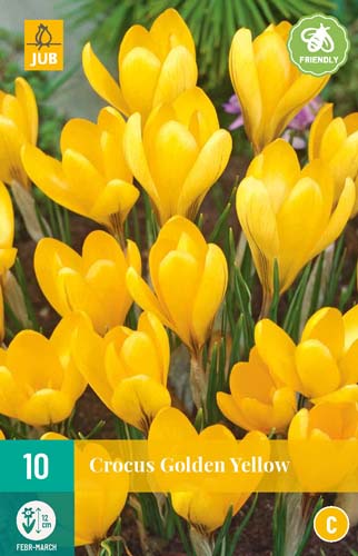 CROCUS GOLDEN YELLOW 8/9 10 st. CROCUS GOLDEN YELLOW 8/9 10 st.
