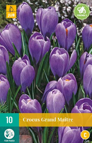 CROCUS GRAND MAÎTRE 8/9   10 st.