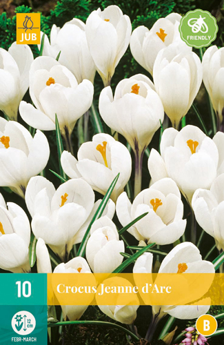 CROCUS JEANNE DARC 8/9 10 st. CROCUS JEANNE DARC 8/9 10 st.