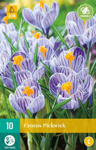 CROCUS PICKWICK 8/9 10 st. CROCUS PICKWICK 8/9 10 st.