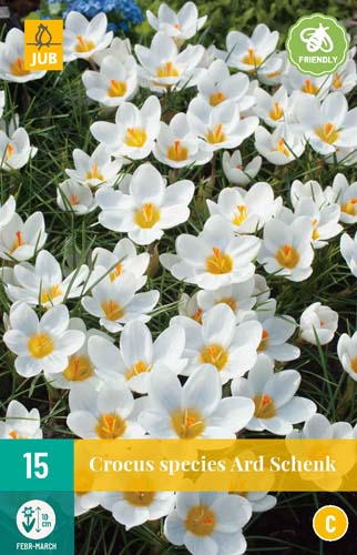 CROCUS ARD SCHENK 5/+ 15 st. CROCUS ARD SCHENK 5/+ 15 st.