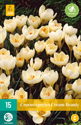 CROCUS CREAM BEAUTY 5/+ 15 st. CROCUS CREAM BEAUTY 5/+ 15 st.